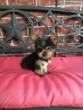 YORKIE Puppies Registered