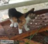 kittens