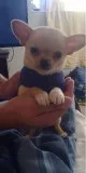 Stunning Lilac And Tan Puppies available
