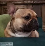 French bulldog