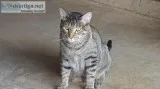 Pretty Eyed Tabby [give away]