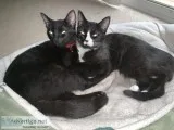 2 female 6 month kittens sisters