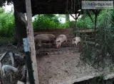 5 hogs for sale