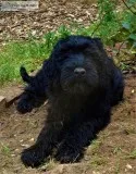 Black Russian Terrier Puppies
