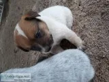 Red Healer puppies