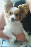 papillon