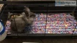 Baby bunny