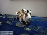 Guinea pigs for sale males And females