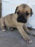Italian Mastiff Cane Corso puppies