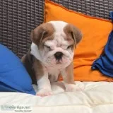 bulldog puppies ready for their new homes