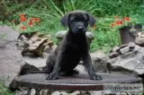 HEALTHY MIXED LAB PUPPIES