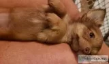 Female Teacup Red Sable Long Haired Chihuahua Puppy