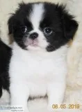 OZZIE Japanese Chin Shih-Tzu Pekingese Mix pup for sale.