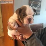 Bulldog pupies