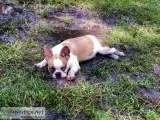French Bulldog financing