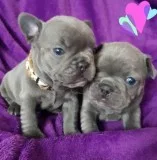 Blue french bulldog Puppies Kc For Sale