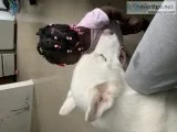 Husky pure breed