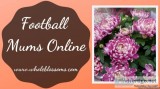 Get Football Mums Flowers for Your Wedding Flower Decorations