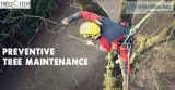 Treecotech Arboriculture Consultancy Service - Species selection