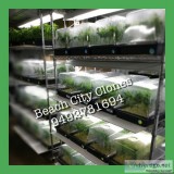 Clones