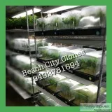Clones