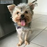 Yorkshire puppies for re-homing 