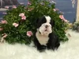English Bulldog AKC Black Brindle Female