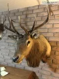 Wild Animal Mounts