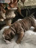 English Bulldog puppies