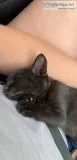 Sweet Kitten in Need of a Good Home