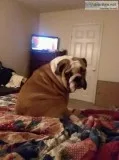 English Bulldog