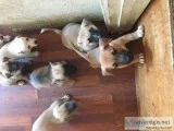 German Shepherd chihuahua pups