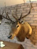Animal Mounts