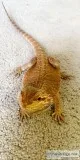 Bearded dragon
