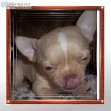 Romeo Tiny Apple Head Chihuahua Male