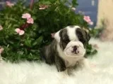 English Bulldog AKC BrindleWhite Male