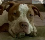 Boxer pit puppy
