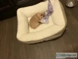 Chihuahua puppies to good home