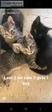 3 kittens left for sale.