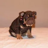 English royal pups