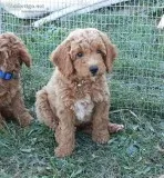 Meet our Mini Golden doodle Puppies AKA &quotSparkle Zoe