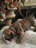 English Bulldog Puppies