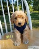 Female Goldendoodles