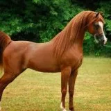 JERRY SMITH IS A ARABIAN HORSE READY FOR A NEW RIDER