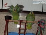 Amazon parrots baby boys hand reared