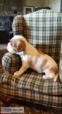 Beautifull King Charles Spaniel Puppies