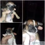 Teacup Chihauhaus