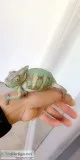 Veiled chameleon