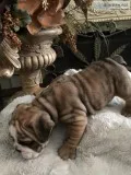 English Bulldog puppies
