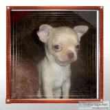 Rosco  Apple Head Chihuahua Male